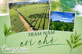 Trăm năm cõi chè