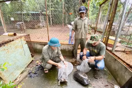 Một lần tiếp cận 'Mật mã rừng xanh'