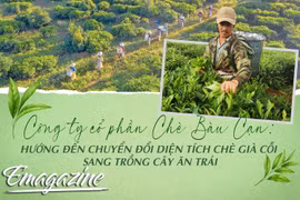 Công ty cổ phần Chè Bàu Cạn: Hướng đến chuyển đổi diện tích chè già cỗi sang trồng cây ăn trái