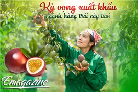 Gia Lai kỳ vọng xuất khẩu ngành hàng trái cây tươi