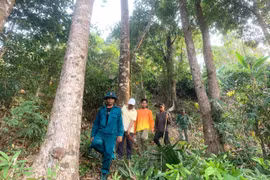 Gia Lai căng mình ngăn lửa, giữ rừng