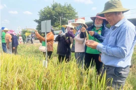 Lai tạo giống lúa mới: Nâng tầm thương hiệu “Gạo Phú Thiện”