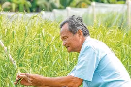 Lão nông miền tây bảo tồn các giống lúa mùa