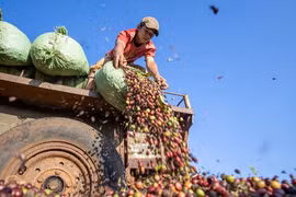 Giá hàng loạt nông sản tăng kỷ lục