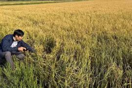 Hơn 1.000ha hoa màu ở Đắk Lắk bị thiệt hại do mưa đá