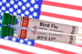 Lần đầu Mỹ phát hiện ca mắc cúm gia cầm ở người không tiếp xúc động vật 