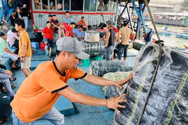 Ngư dân Quảng Ngãi hớn hở cập bờ, mang về trăm tỷ đồng từ mực xà