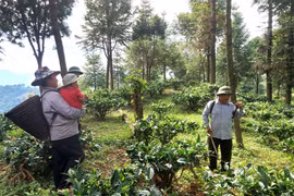 Khởi sắc kinh tế rừng xanh: 'Ăn rừng' từ bán tín chỉ carbon