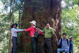 Cõi mơ vườn quốc gia Bidoup-Núi Bà