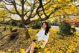 Vườn mai 'khủng' 200 cây bung nở vàng rực, cho khách chụp hình miễn phí