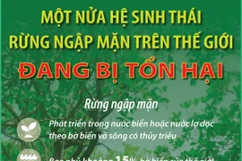 Một nửa hệ sinh thái rừng ngập mặn trên thế giới đang bị tổn hại