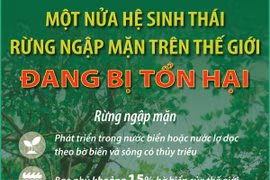 Một nửa hệ sinh thái rừng ngập mặn trên thế giới đang bị tổn hại