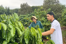 Bí thư chi đoàn làm kinh tế giỏi