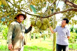 Trồng sầu riêng theo tiêu chuẩn VietGAP để xuất khẩu