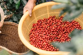 Giá cà phê hôm nay (20-9): Thế giới giảm, trong nước tiếp tục tăng