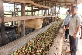 Gia Lai: Kiểm soát mật độ chăn nuôi để giảm thiểu ô nhiễm môi trường