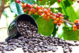 Giá cà phê tăng cao kỷ lục, đạt 124.000 đồng/kg