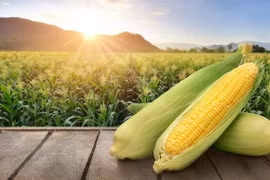 Ngô là 'thực phẩm trường thọ' nhưng ai không nên ăn?