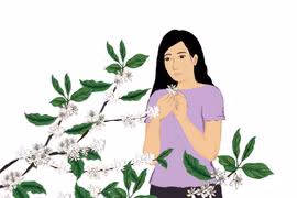 Ngọt ngào hương sắc hoa cà phê 