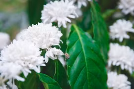 Mê mẩn mùa hoa cà phê nở trắng, tỏa hương ngọt ngào Tây Nguyên