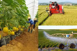 Phấn đấu 8,9% HTX ứng dụng công nghệ cao vào cuối năm 2024