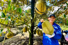 Nhiều loại nông sản trúng giá, người trồng phấn khởi