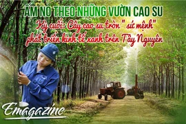 Ấm no theo những vườn cao su - Kỳ cuối: Cây cao su tròn "sứ mệnh" phát triển kinh tế xanh trên Tây Nguyên