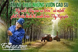 Ấm no theo những vườn cao su - Kỳ cuối: Cây cao su tròn "sứ mệnh" phát triển kinh tế xanh trên Tây Nguyên