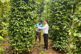 Agribank Mang Yang ưu tiên nguồn vốn vay phát triển sản xuất kinh doanh