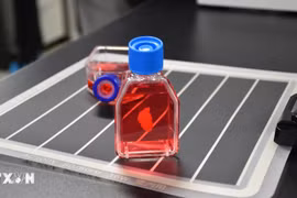 Nhật Bản giới thiệu mô hình 'trái tim sống' đầu tiên trên thế giới