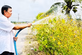 Đường xuân hoa nở