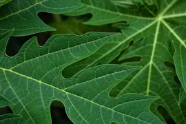 Nhiều tác dụng của lá đu đủ