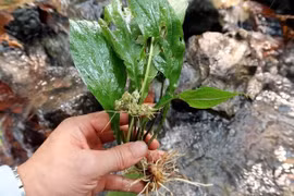 Loại cây mọc hoang là vị thuốc cực tốt cho nữ giới