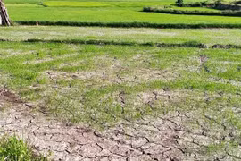 Năm 2024, tại khu vực miền Trung và Tây Nguyên cũng có thể xảy ra hạn hán, thiếu nước ngọt cục bộ. Ảnh: Lê Nam