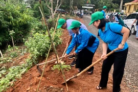 Các đại biểu trồng cây muồng anh đào dọc 2 bên tuyến đường từ trung tâm xã Ayun (huyện Mang Yang) đến Vườn Quốc gia Kon Ka Kinh. Ảnh: Lê Nam