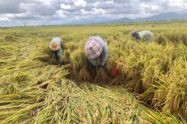 Mưa bão làm lúa của người dân trên địa bàn tỉnh Gia Lai bị ngã đổ và thiệt hại nặng. Ảnh: Lê Nam