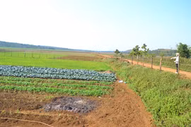 Người dân huyện Đak Đoa chuyển đổi đất lúa kém hiệu quả sang trồng rau xanh