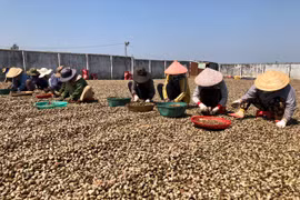 Người dân huyện Ia Grai sơ chế hạt điều. Ảnh: Lê Nam