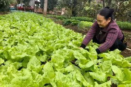 Người dân huyện Chư Păh thu hoạch rau xanh