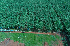 Cánh đồng chuối của Công ty Cổ phần Nông nghiệp công nghệ cao Hưng Sơn (tại huyện Đak Đoa) được cấp mã số vùng trồng