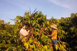 Cây cà phê giúp người dân trên địa bàn tỉnh thu nhập ổn định. Ảnh: Lê Nam