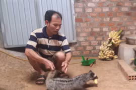 Anh Nguyễn Văn Tiến chăm sóc và cho chồn hương ăn. Ảnh: Lê Nam
