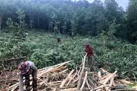 Người dân làng Đê Chơ Gang (xã Phú An, huyện Đak Pơ) thu hoạch rừng trồng keo. Ảnh: Lê Nam