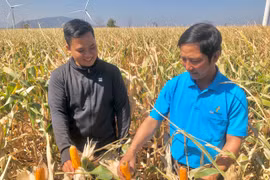 Ông Trương Viết Thảo-Giám đốc HTX Vinh Phát (xã Ia Le) (áo xanh) kiểm tra bắp lấy giống tại xã Chư Don. Ảnh: Lê Nam