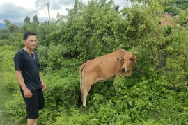 Gia đình anh Đinh Văn Điêm, làng Sơ Rơn, xã Chư Krêy được hỗ trợ bò cái sinh sản để phát triển kinh tế.