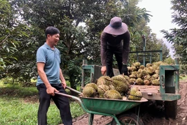 Người dân xã Ia Ka, huyện Chư Păh đang thu hoạch sầu riêng