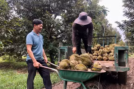 Người dân xã Ia Ka, huyện Chư Păh đang thu hoạch sầu riêng