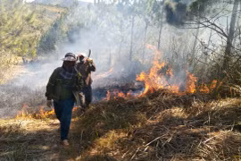 Các đơn vị chủ rừng trên địa bàn huyện Chư Păh tổ chức đốt trước có điều khiển và làm đường ranh cản lửa để PCCCR. Ảnh: Lê Nam 