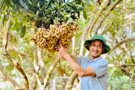 Gia Lai: Công nhận 526 cây ăn quả, cây công nghiệp đầu dòng