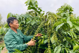 Gia Lai có 21 chuỗi liên kết sản xuất nông nghiệp